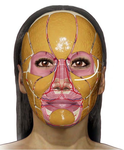 Anatomical diagram of a face with visible facial muscles and blood vessels on a person's head.